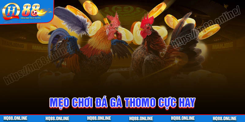 Mẹo chơi Đá gà Thomo cực hay cho tân binh